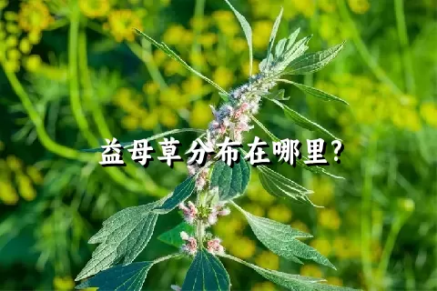 益母草分布在哪里?