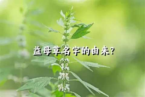 益母草名字的由来？