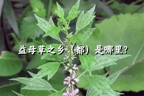 益母草之乡（都）是哪里？