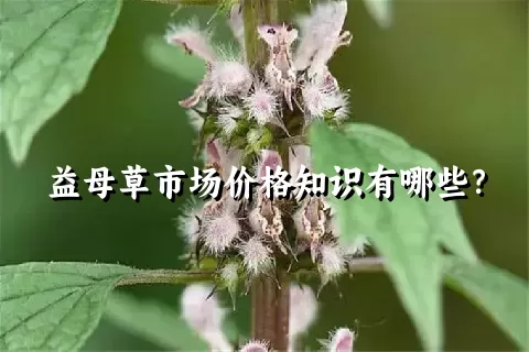 益母草市场价格知识有哪些？