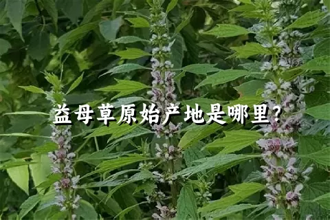 益母草原始产地是哪里？