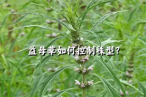 益母草如何控制株型？