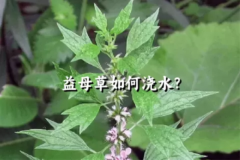 益母草如何浇水？