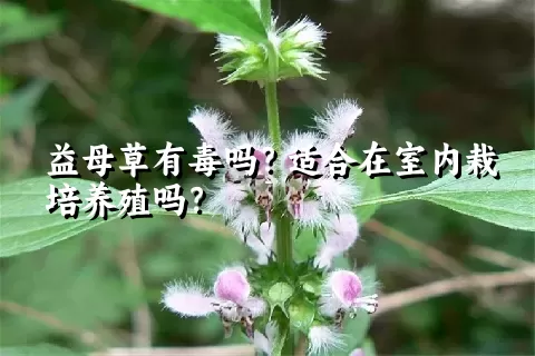 益母草有毒吗？适合在室内栽培养殖吗？