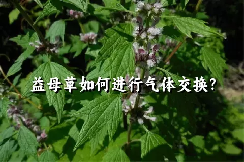 益母草如何进行气体交换？