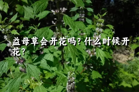 益母草会开花吗？什么时候开花？