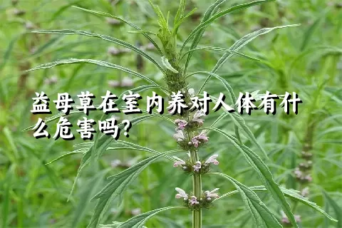 益母草在室内养对人体有什么危害吗？