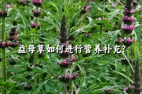 益母草如何进行营养补充？