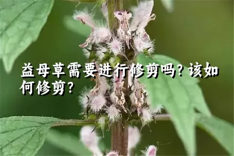 益母草需要进行修剪吗？该如何修剪？