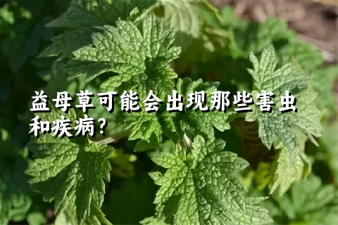 益母草可能会出现那些害虫和疾病？