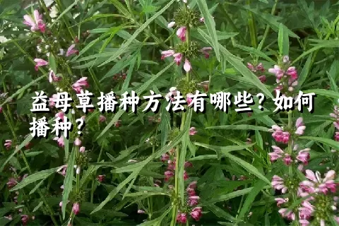 益母草播种方法有哪些？如何播种？