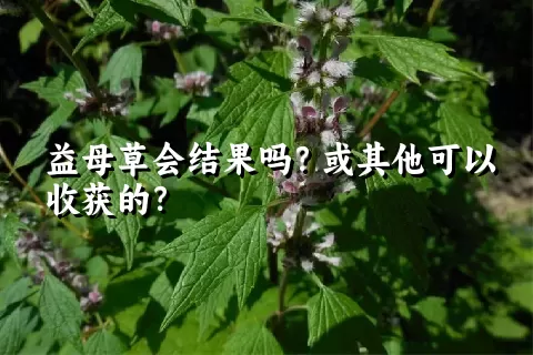 益母草会结果吗？或其他可以收获的？