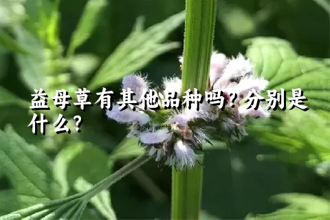 益母草有其他品种吗？分别是什么？