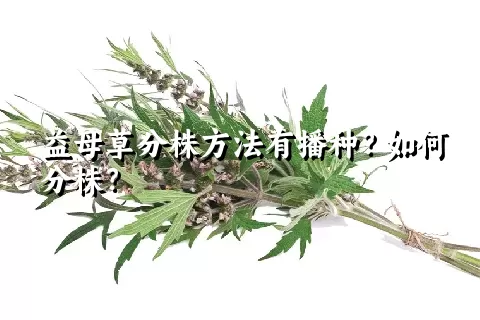 益母草分株方法有播种？如何分株？