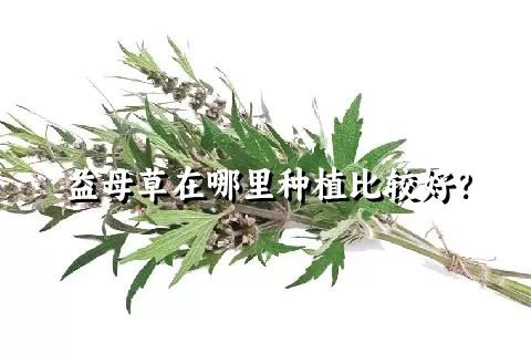 益母草在哪里种植比较好？