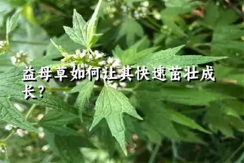 益母草如何让其快速茁壮成长？