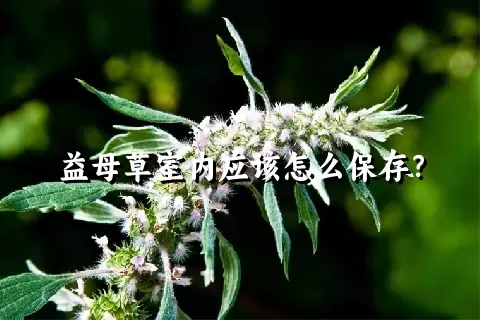 益母草室内应该怎么保存？