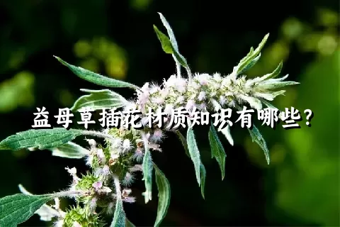 益母草插花材质知识有哪些？