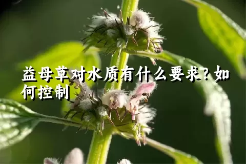 益母草对水质有什么要求？如何控制