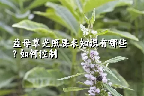 益母草光照要求知识有哪些？如何控制