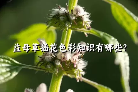 益母草插花色彩知识有哪些？