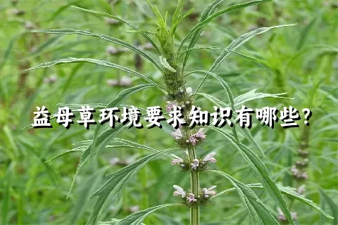 益母草环境要求知识有哪些？