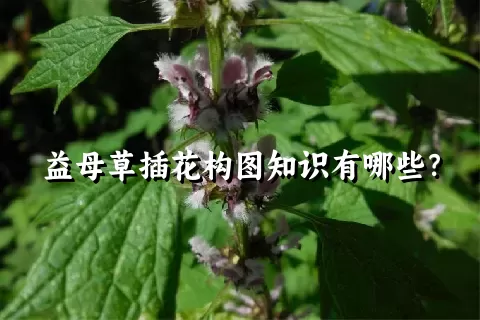 益母草插花构图知识有哪些？