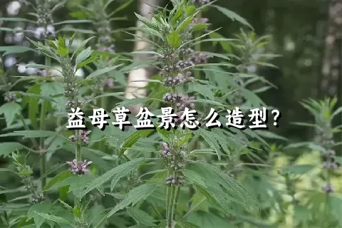 益母草盆景怎么造型？