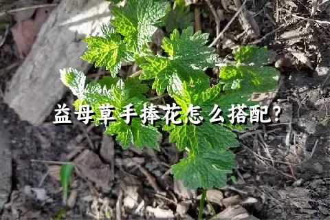 益母草手捧花怎么搭配？