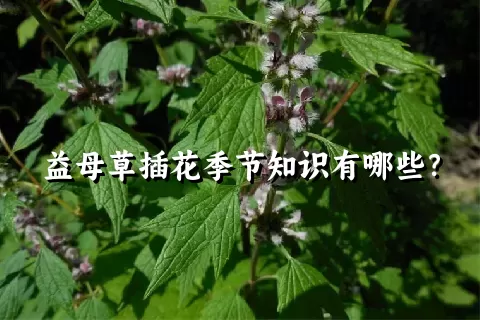 益母草插花季节知识有哪些？