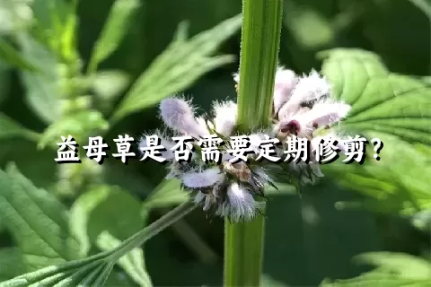 益母草是否需要定期修剪？