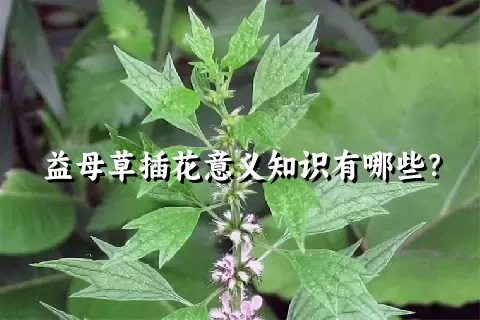 益母草插花意义知识有哪些？