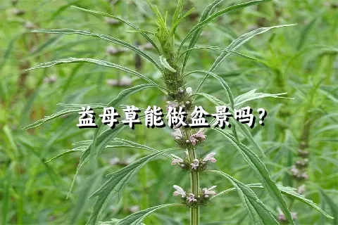 益母草能做盆景吗？