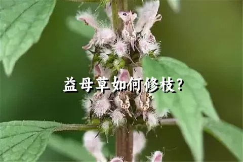 益母草如何修枝？