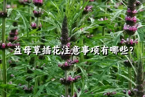 益母草插花注意事项有哪些？