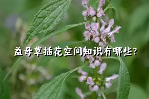 益母草插花空间知识有哪些？