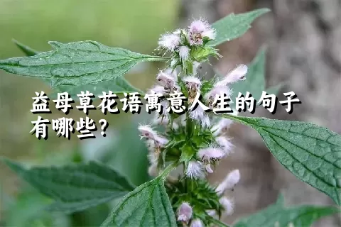 益母草花语寓意人生的句子有哪些？