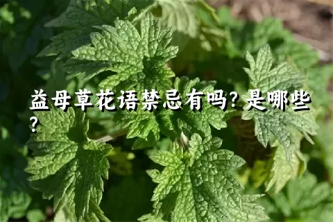 益母草花语禁忌有吗？是哪些？