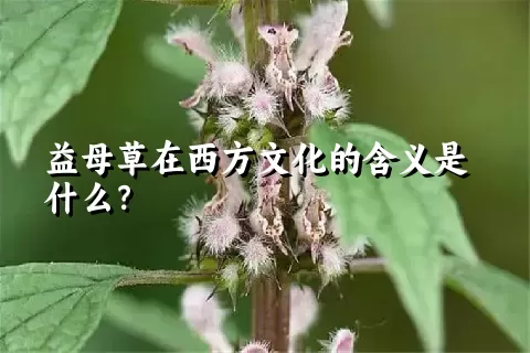 益母草在西方文化的含义是什么？