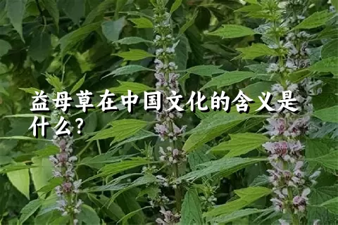 益母草在中国文化的含义是什么？