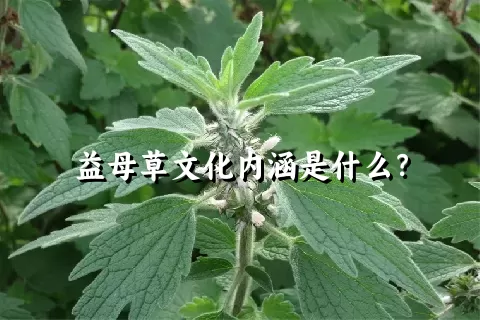 益母草文化内涵是什么？