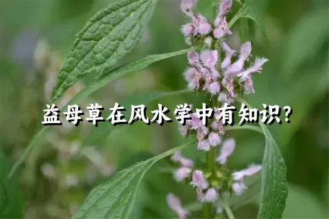 益母草在风水学中有知识？