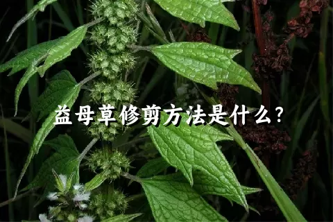 益母草修剪方法是什么？