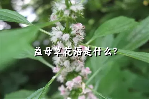 益母草花语是什么？