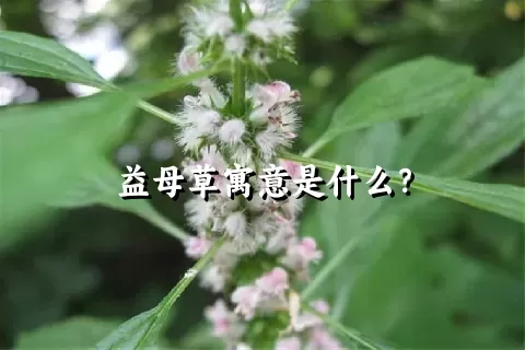 益母草寓意是什么？