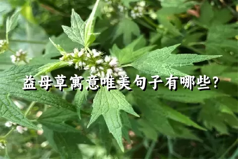 益母草寓意唯美句子有哪些？