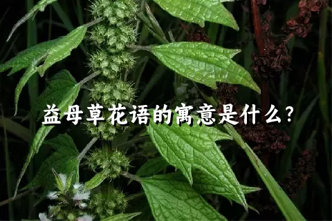 益母草花语的寓意是什么？