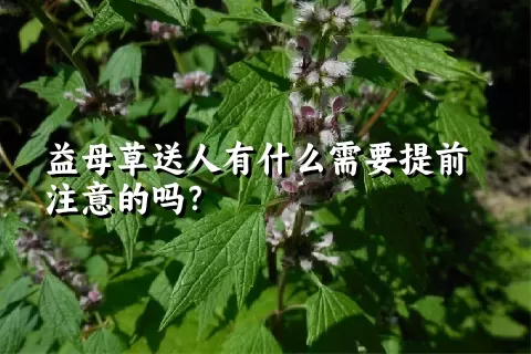 益母草送人有什么需要提前注意的吗？