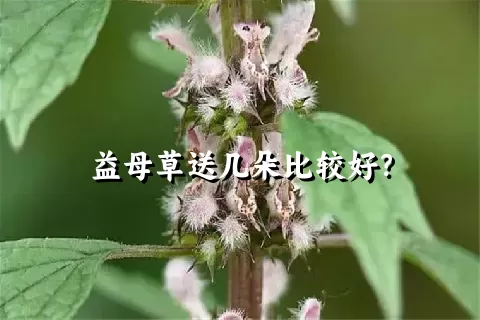 益母草送几朵比较好？