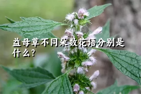 益母草不同朵数花语分别是什么？